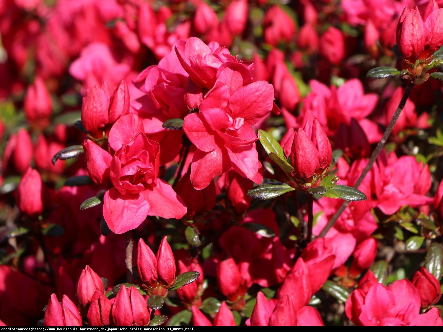 Azalia japońska Maraschino- duże karminowe kwiaty. - Rhododendron japonicum Maraschino
