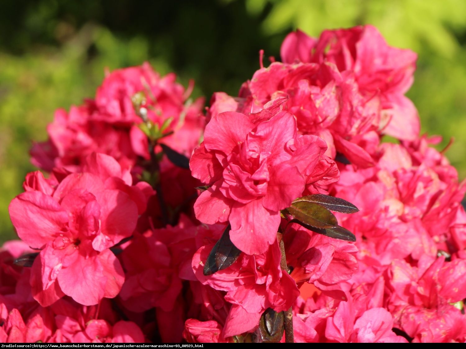 Azalia japońska Maraschino- duże karminowe kwiaty. - Rhododendron japonicum Maraschino