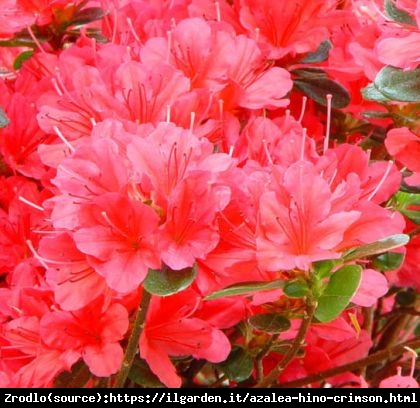 Azalia japońska Hino Crimson-czerwono karminowe kwiaty. - Rhododendron japonicum Hino-Crimson