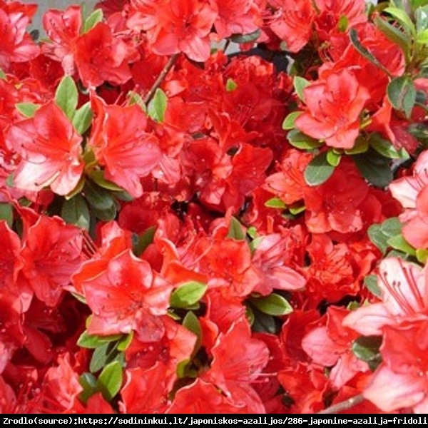 Azalia japońska Hino Crimson-czerwono karminowe kwiaty. - Rhododendron japonicum Hino-Crimson