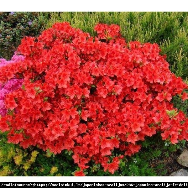 Azalia japońska Hino Crimson-czerwono karminowe kwiaty. - Rhododendron japonicum Hino-Crimson