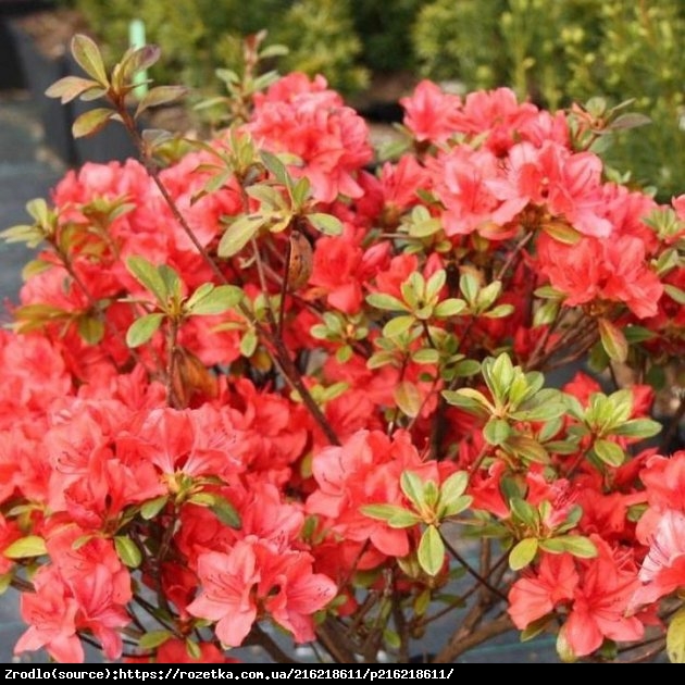 AZALIA JAPOŃSKA SIGNALGLUHEN szkarłatnoczerwone kwiaty - Azalea jap. Signalgluhen