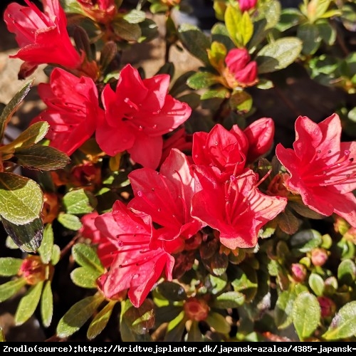 AZALIA JAPOŃSKA SIGNALGLUHEN szkarłatnoczerwone kwiaty - Azalea jap. Signalgluhen