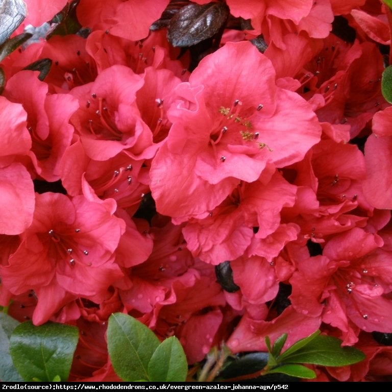 AZALIA JAPOŃSKA Florida - Azalea jap. Florida