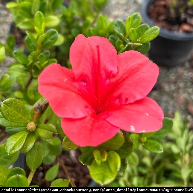 AZALIA JAPOŃSKA Florida - Azalea jap. Florida