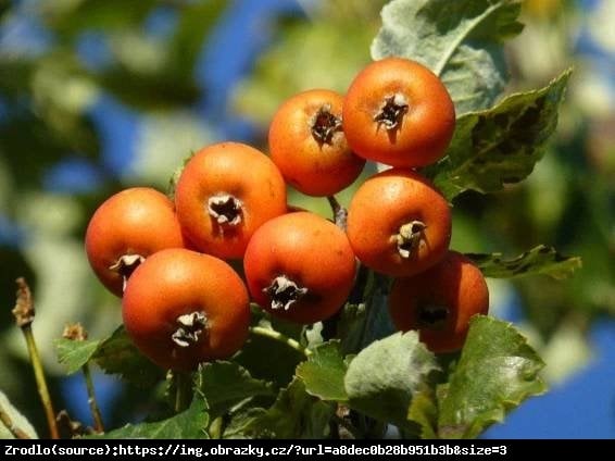 Jarzębogrusza uszkowata-NOWOŚĆ!!! - Sorbopyrus auricularis