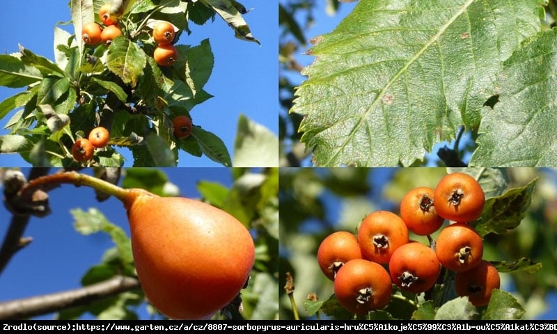 Jarzębogrusza uszkowata-NOWOŚĆ!!! - Sorbopyrus auricularis