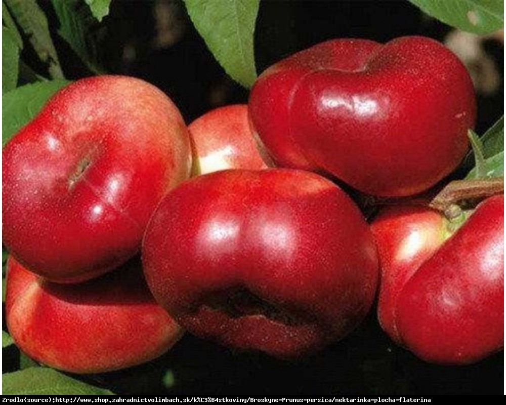 Nektaryna płaska Flateryna - WYBITNIE SŁODKA i AROMATYCZNA - Prunus persica Flateryna