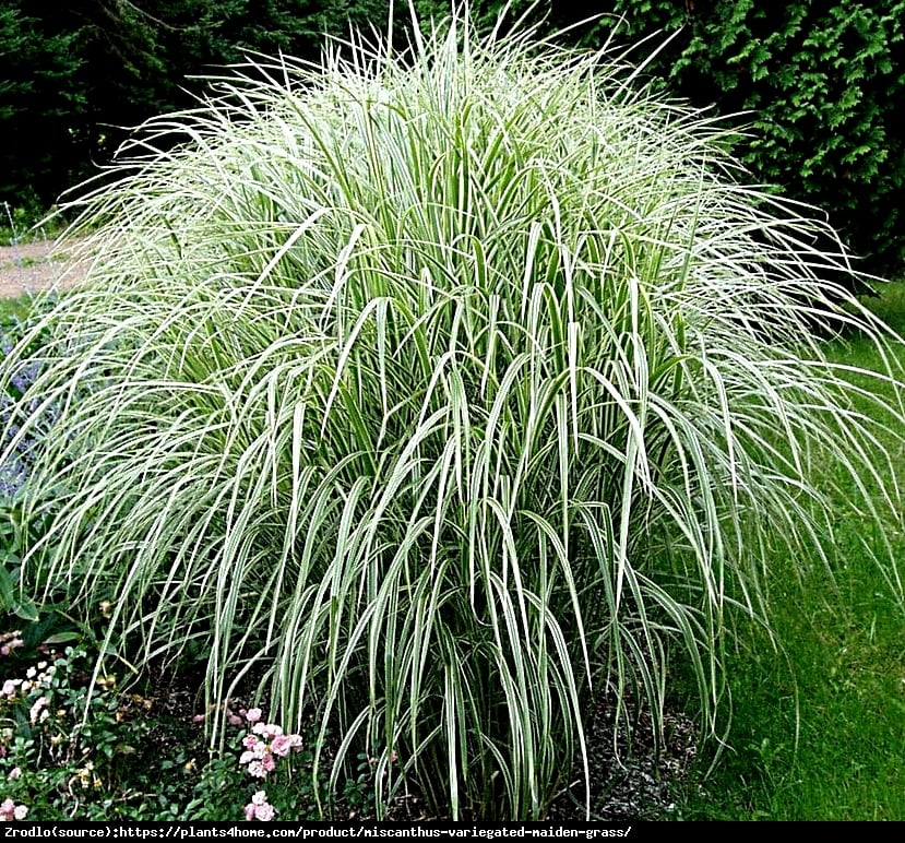 Trawa Miskant chiński Variegatus - BIAŁOOBRZEŻONE LIŚCIE - Miscanthus sinensis Variegatus