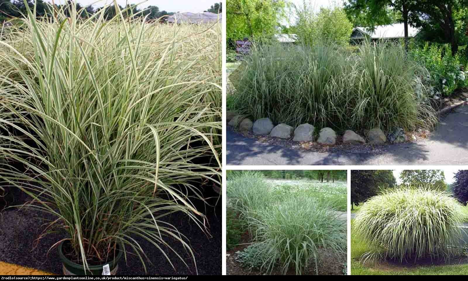 Trawa Miskant chiński Variegatus - BIAŁOOBRZEŻONE LIŚCIE - Miscanthus sinensis Variegatus