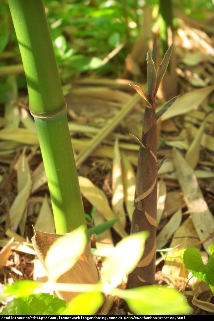 Bambus karłowy Tsuboi  - egzotyka w twoim ogrodzie!!! - Pleioblastus chino Tsuboi