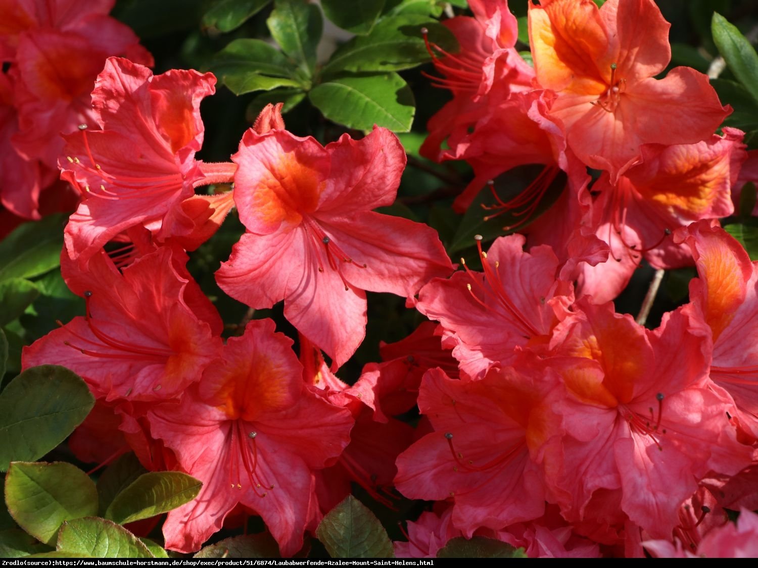 Azalia wielkokwiatowa Doloroso-INTENSYWNIE CZERWONE KWIATY - Rododendron Doloroso