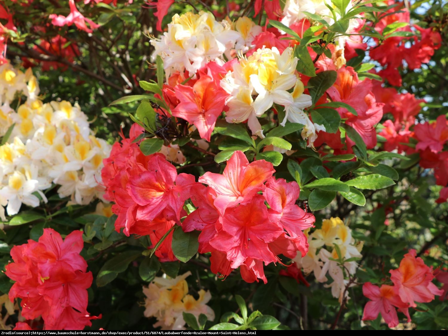 Azalia wielkokwiatowa Doloroso-INTENSYWNIE CZERWONE KWIATY - Rododendron Doloroso