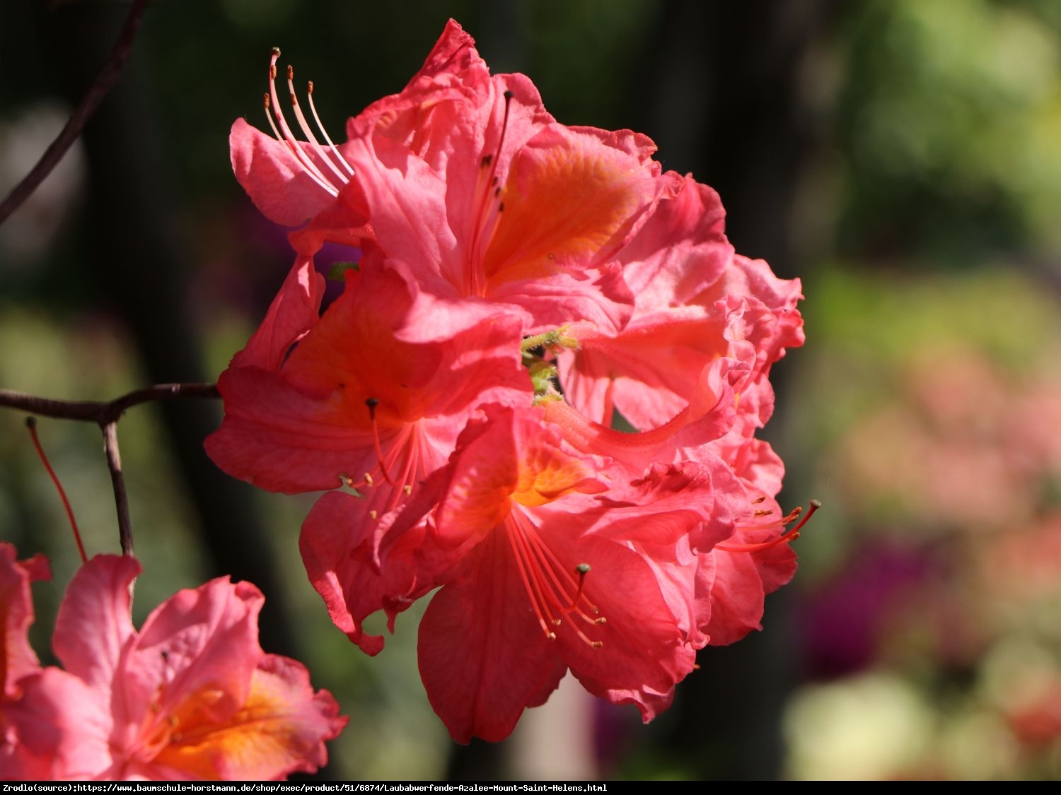 Azalia wielkokwiatowa Doloroso-INTENSYWNIE CZERWONE KWIATY - Rododendron Doloroso