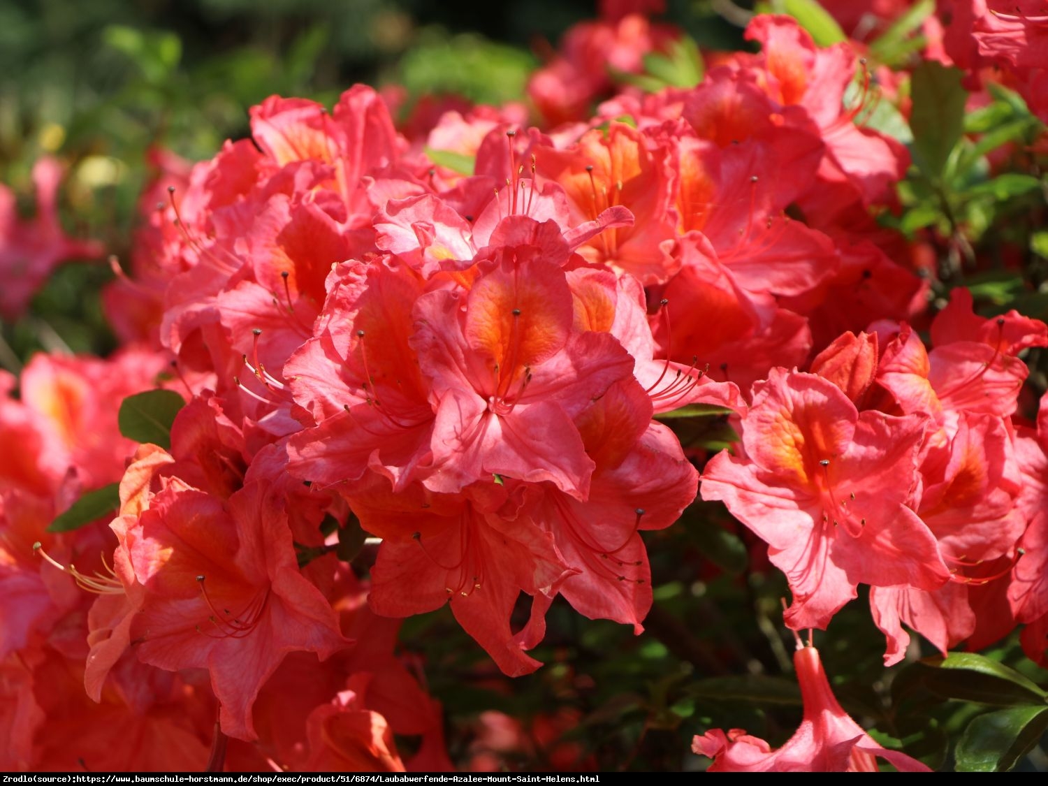 Azalia wielkokwiatowa Doloroso-INTENSYWNIE CZERWONE KWIATY - Rododendron Doloroso