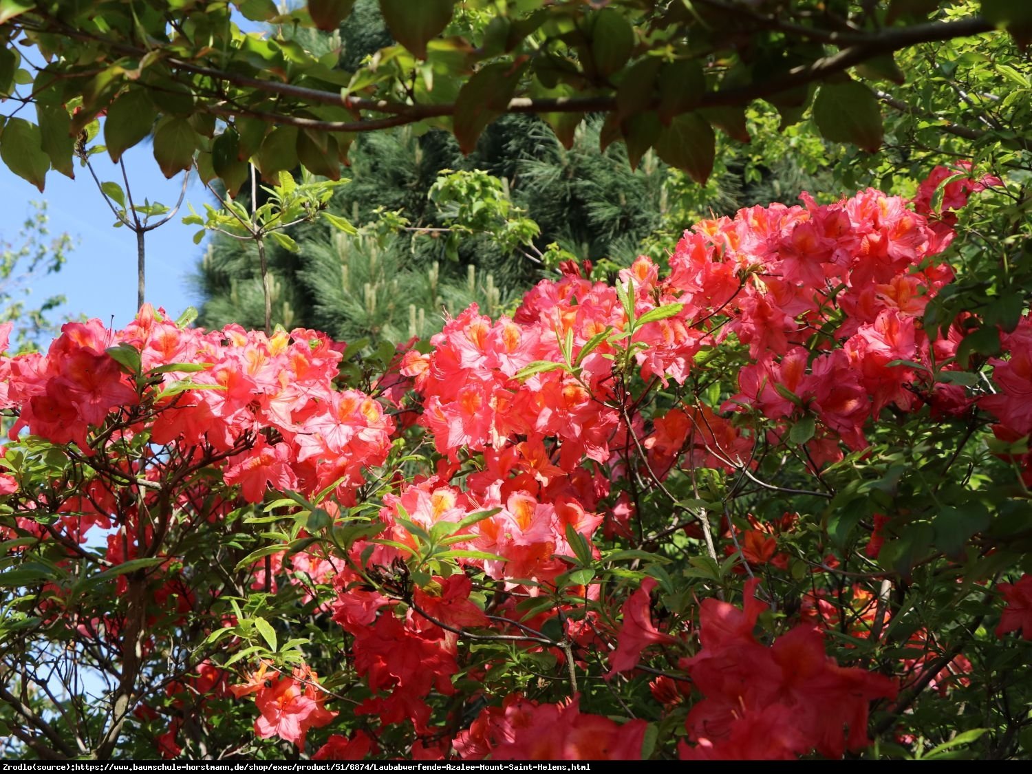 Azalia wielkokwiatowa Doloroso-INTENSYWNIE CZERWONE KWIATY - Rododendron Doloroso