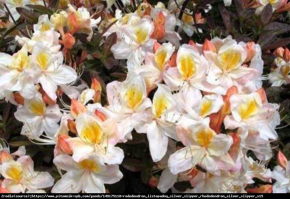 Azalia Silver Slipper - Rhododendron Silver Slipper