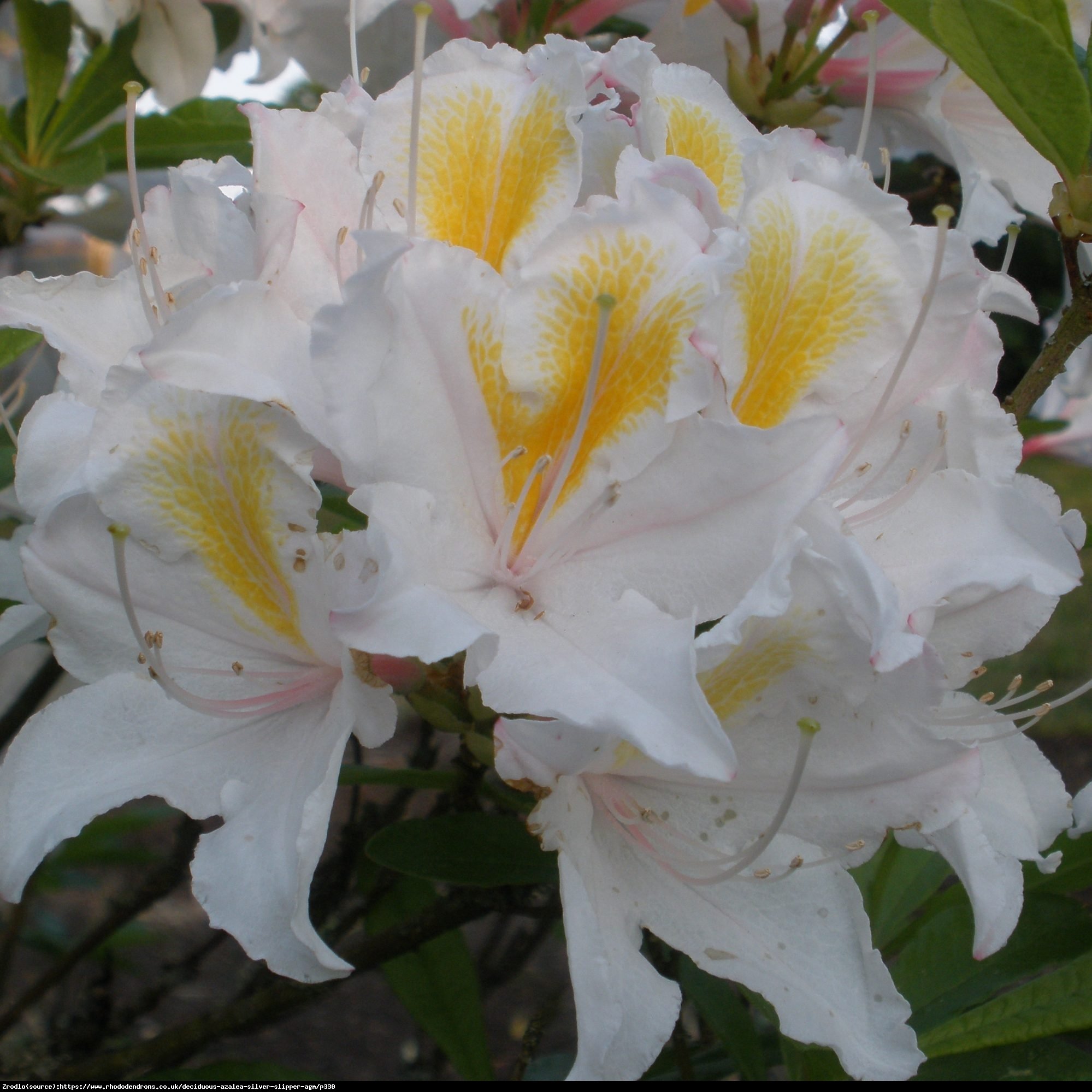 Azalia Silver Slipper - Rhododendron Silver Slipper