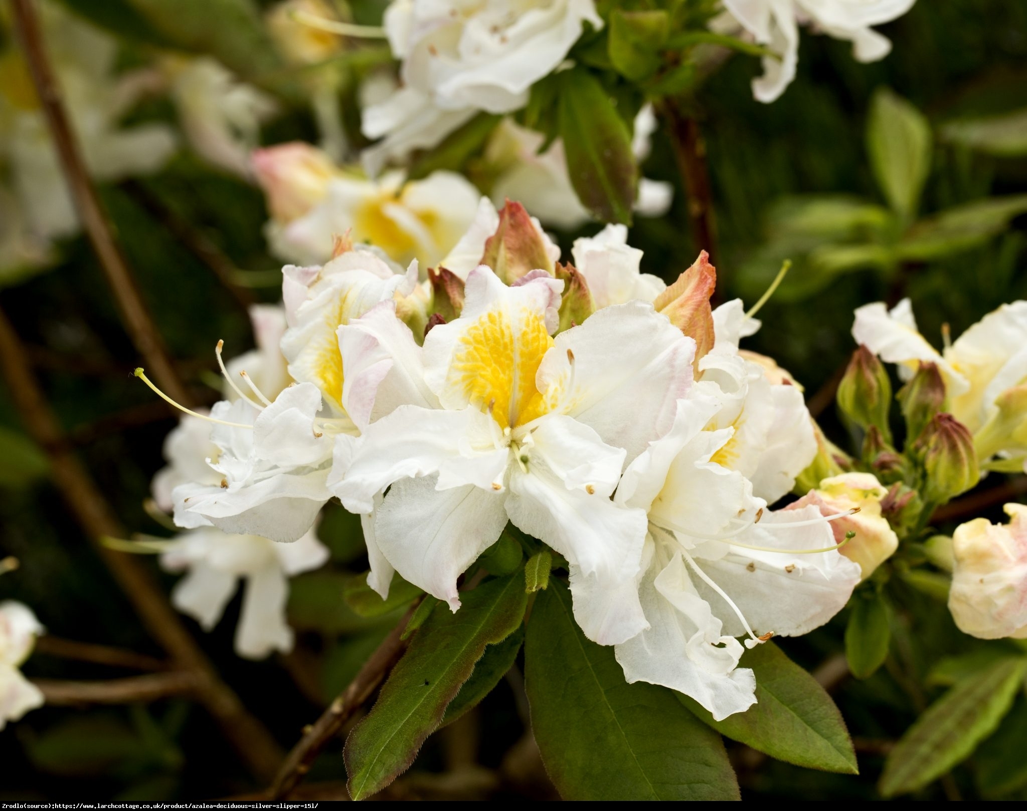 Azalia Silver Slipper - Rhododendron Silver Slipper