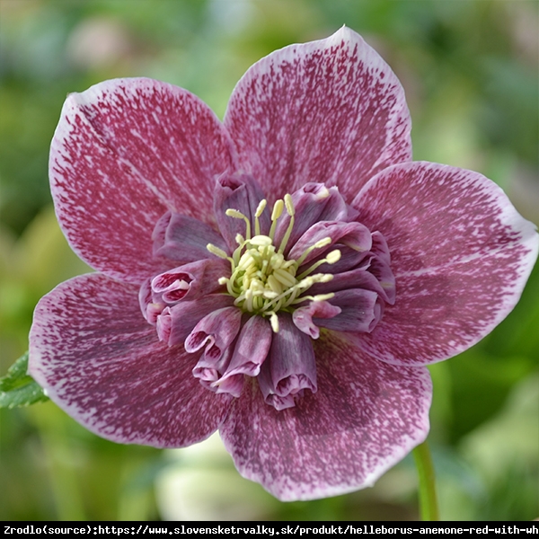 Ciemiernik wschodni Anemone  Red White Edge - RARYTAS W TWOIM OGRODZIE!!! -  Helleborus orientalis Anemone Red White Edge