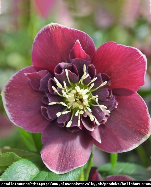 Ciemiernik wschodni Anemone  Red White Edge - RARYTAS W TWOIM OGRODZIE!!! -  Helleborus orientalis Anemone Red White Edge