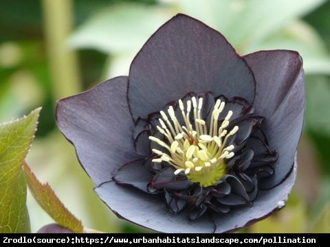 Ciemiernik wschodni Anemone Slaty Blue- najciemniejszy, OSZAŁAMIAJĄCA PIĘKNOŚĆ!!! - Helleborus orientalis Anemone Slaty Blue