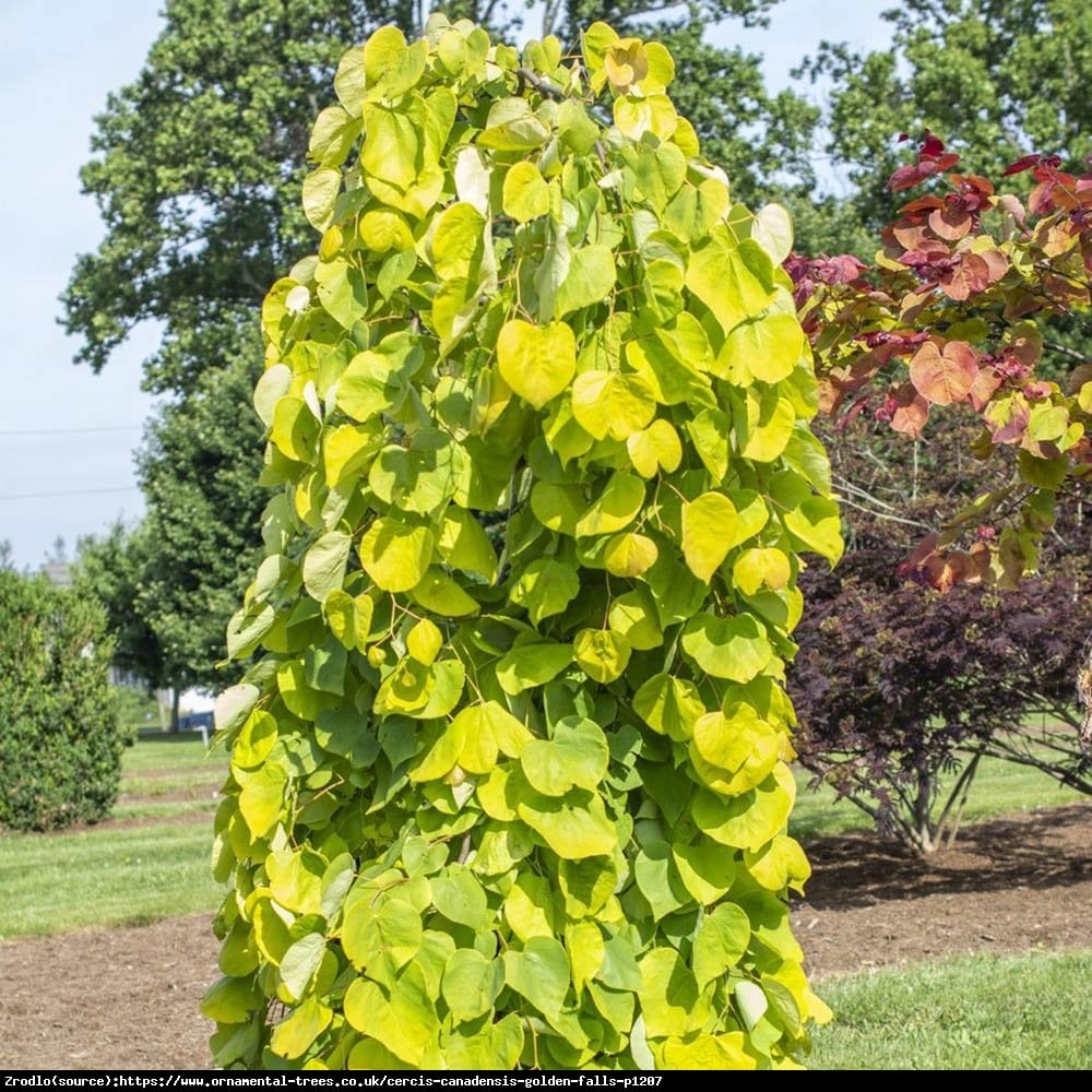 Judaszowiec kanadyjski Golden Falls - PŁACZĄCA PIĘKNOŚĆ,RARYTAS DLA KOLEKCJONERÓW. - Cercis canadensis Golden Falls