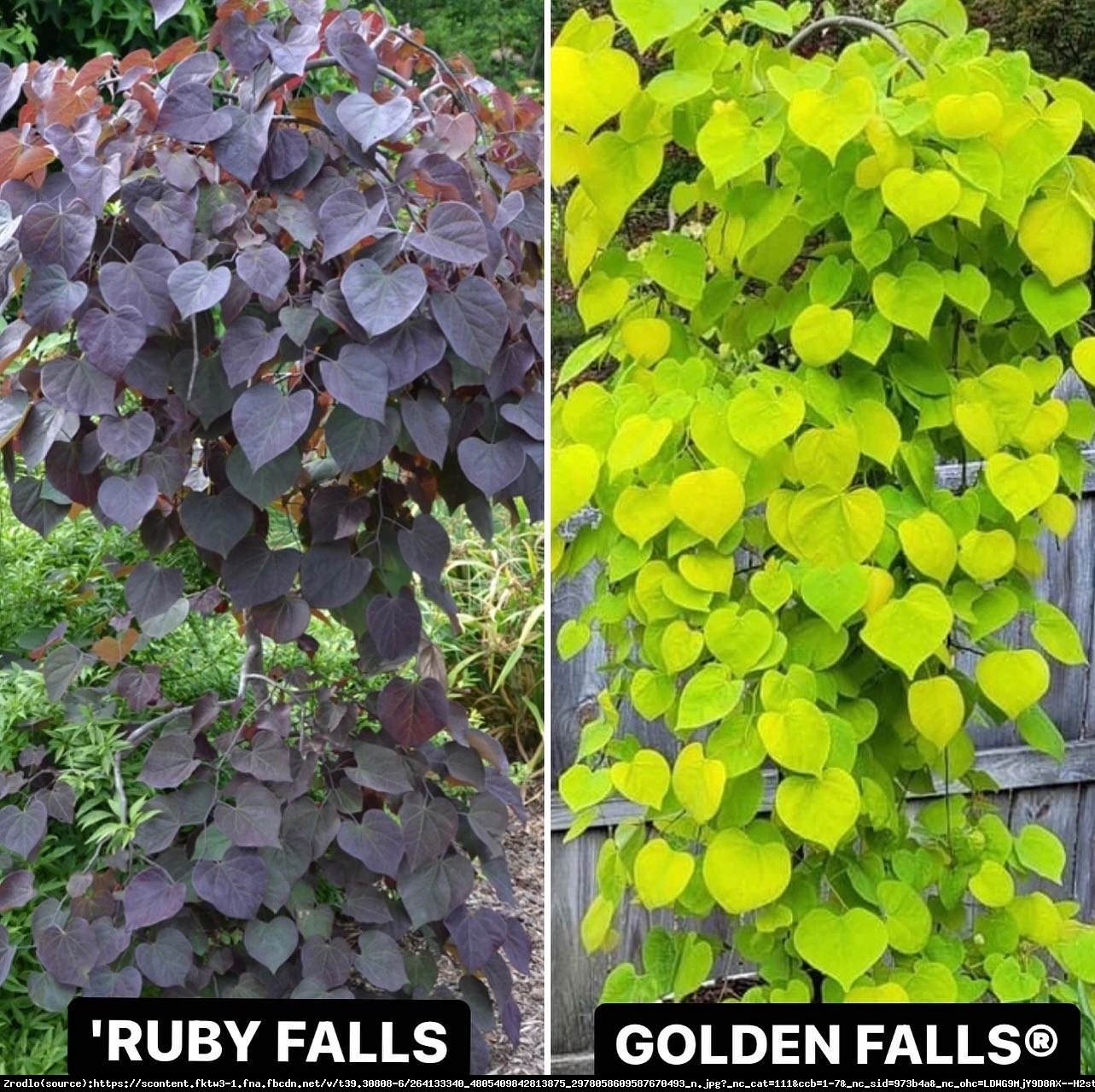 Judaszowiec kanadyjski Golden Falls - PŁACZĄCA PIĘKNOŚĆ,RARYTAS DLA KOLEKCJONERÓW. - Cercis canadensis Golden Falls