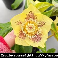Ciemiernik wschodni Anemone Super Yellow Spotted- Rarytas, intensywnie żółty, nakrapiany !!! - Helleborus orientalis Anemone Super Yellow Spotted