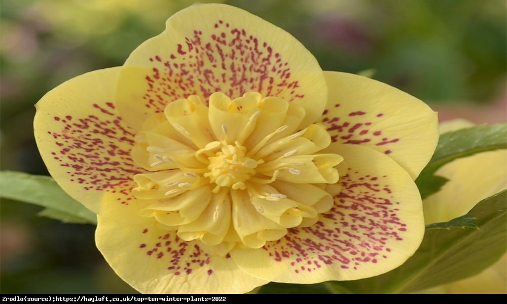 Ciemiernik wschodni Anemone Super Yellow Spotted- Rarytas, intensywnie żółty, nakrapiany !!! - Helleborus orientalis Anemone Super Yellow Spotted