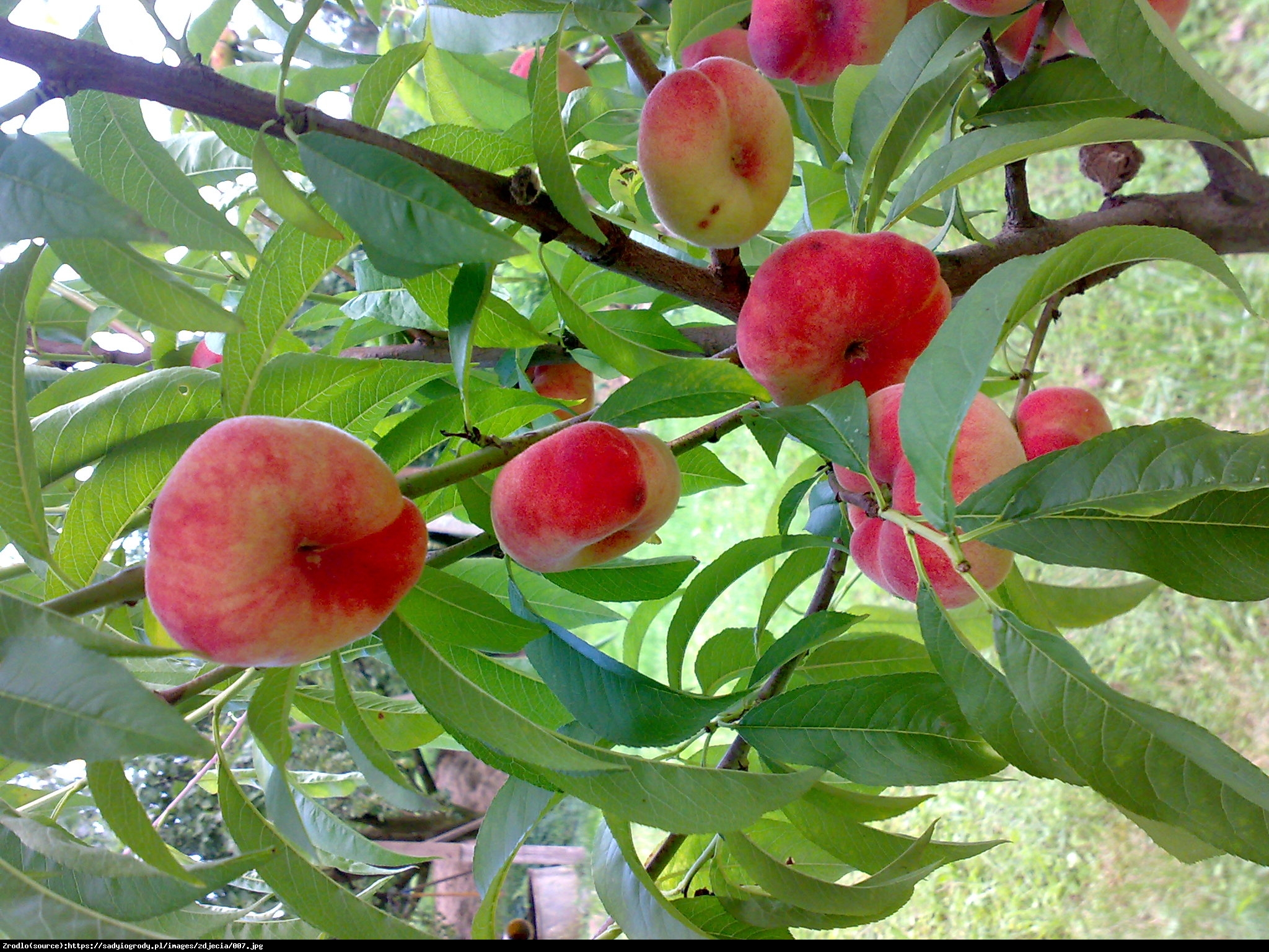 Brzoskwinia płaska Saturn - Prunus persica Saturn