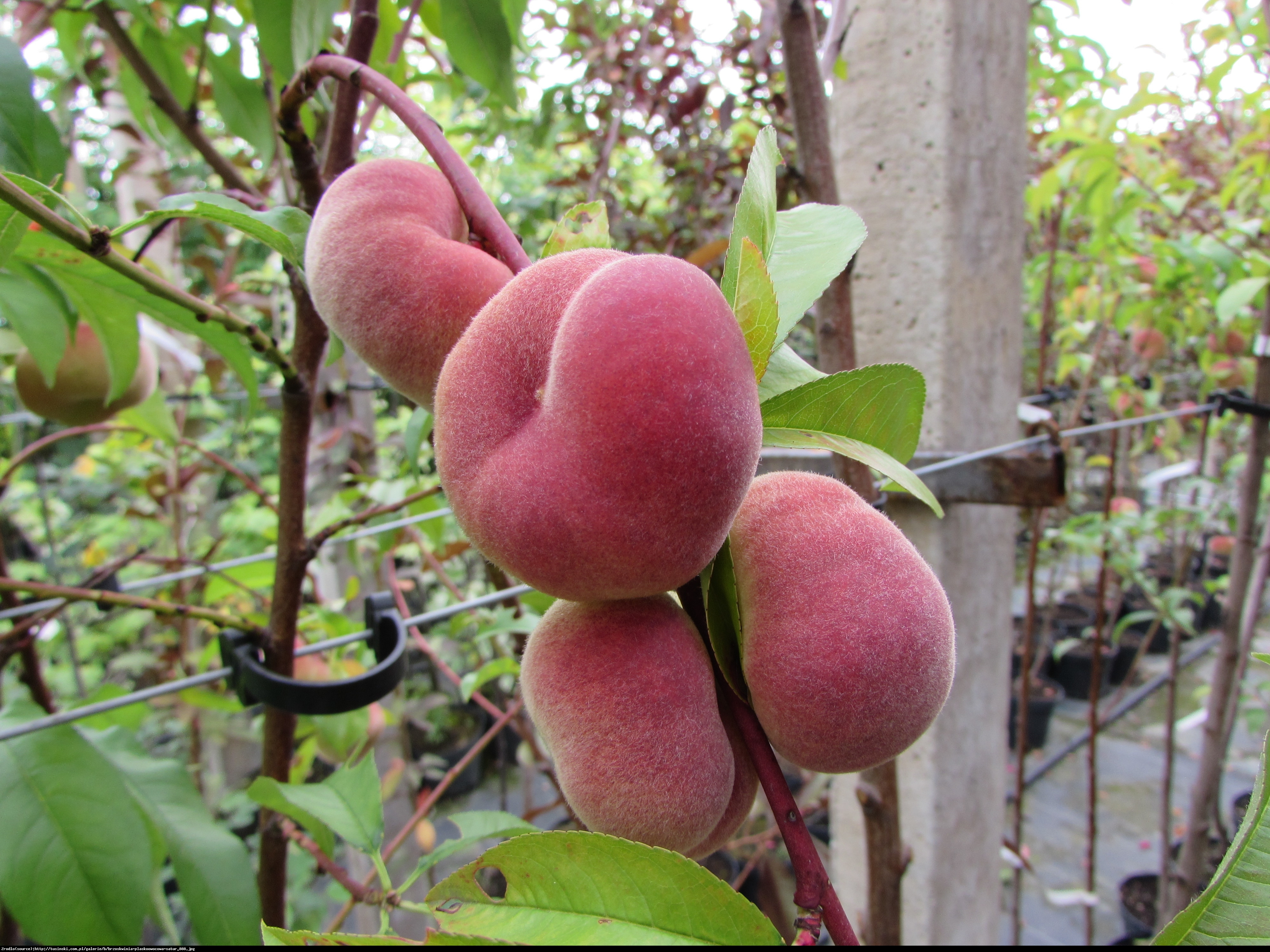 Brzoskwinia płaska Saturn - Prunus persica Saturn