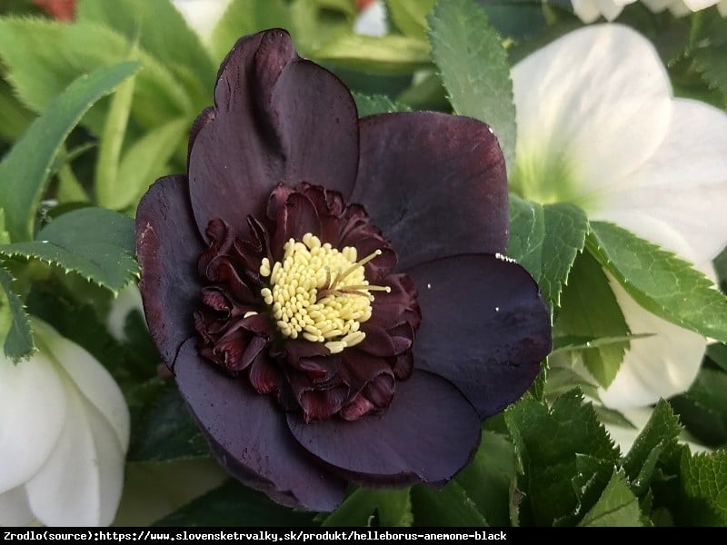 Ciemiernik wschodni Anemone Black - Unikat, PÓŁPEŁNY, czarny !!! - Helleborus orientalis Anemone Black