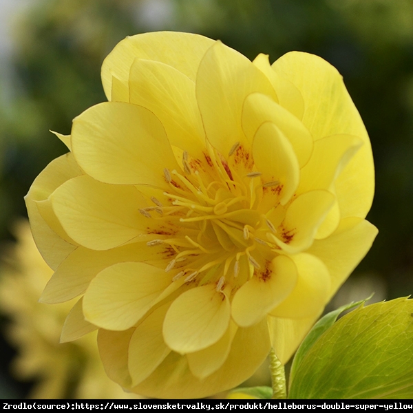 Ciemiernik wschodni Double Super Yellow - Pełny, Rarytas, intensywnie żółty !!! - Helleborus orientalis Double Super Yellow
