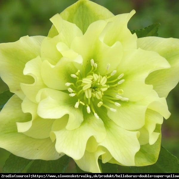 Ciemiernik wschodni Double Super Yellow - Pełny, Rarytas, intensywnie żółty !!! - Helleborus orientalis Double Super Yellow