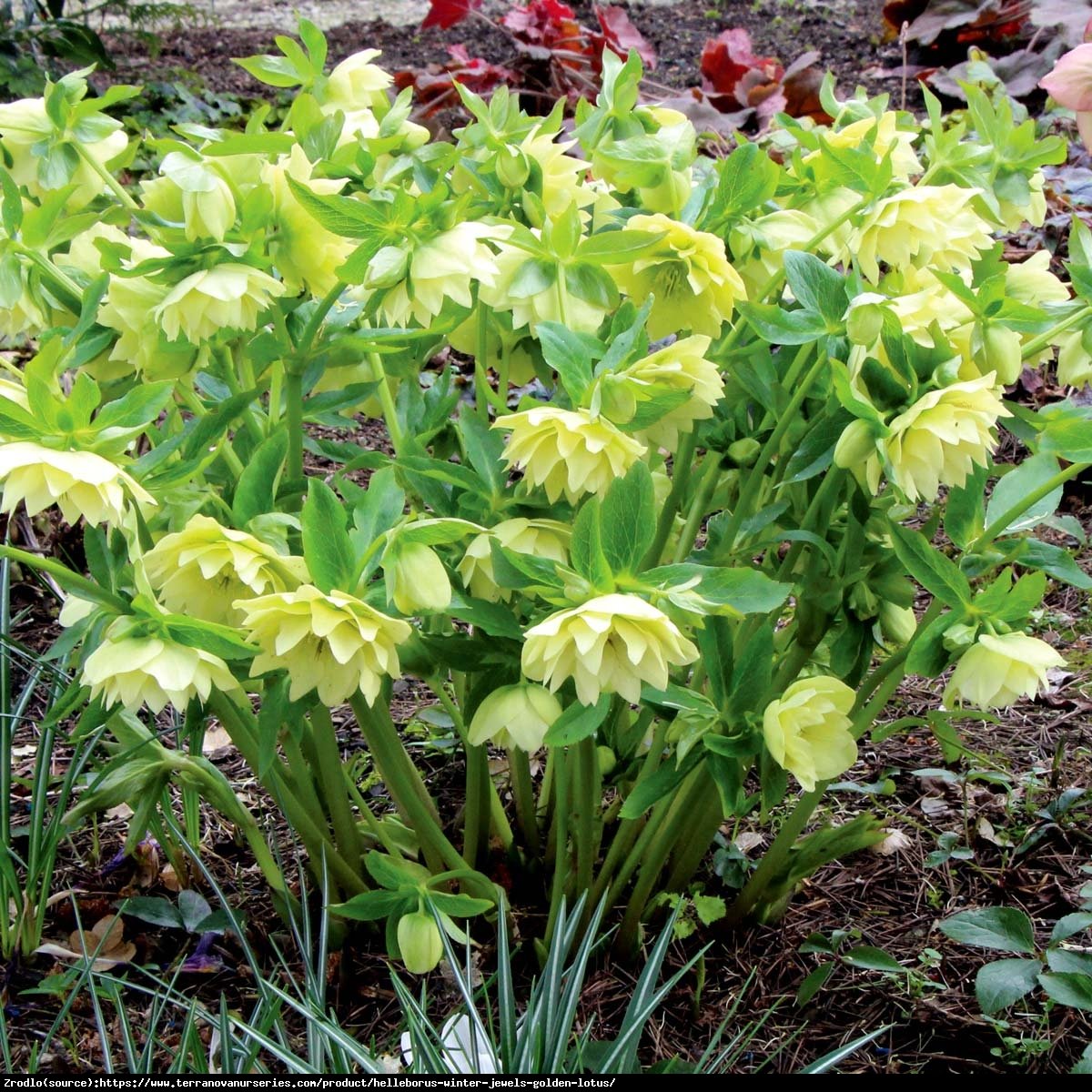 Ciemiernik wschodni Double Super Yellow - Pełny, Rarytas, intensywnie żółty !!! - Helleborus orientalis Double Super Yellow