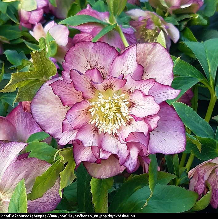 Ciemiernik wschodni Double Picotee Pink - PEŁNY, różówy, nakrapiany - Helleborus orientalis Double Picotee Pink