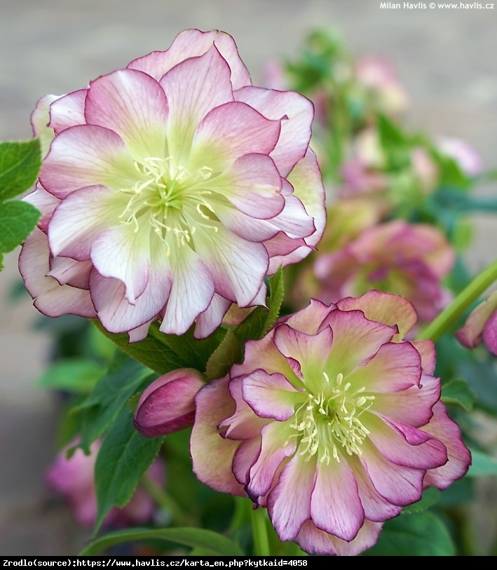 Ciemiernik wschodni Double Picotee Pink - PEŁNY, różówy, nakrapiany - Helleborus orientalis Double Picotee Pink
