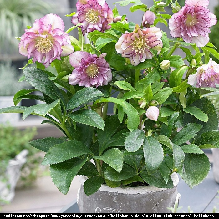 Ciemiernik wschodni Double Picotee Pink - PEŁNY, różówy, nakrapiany - Helleborus orientalis Double Picotee Pink