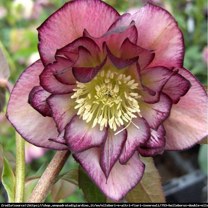 Ciemiernik wschodni Double Picotee Pink - PEŁNY, różówy, nakrapiany - Helleborus orientalis Double Picotee Pink