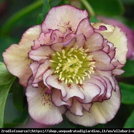 Ciemiernik wschodni Double Picotee Pink - PEŁNY, różówy, nakrapiany - Helleborus orientalis Double Picotee Pink