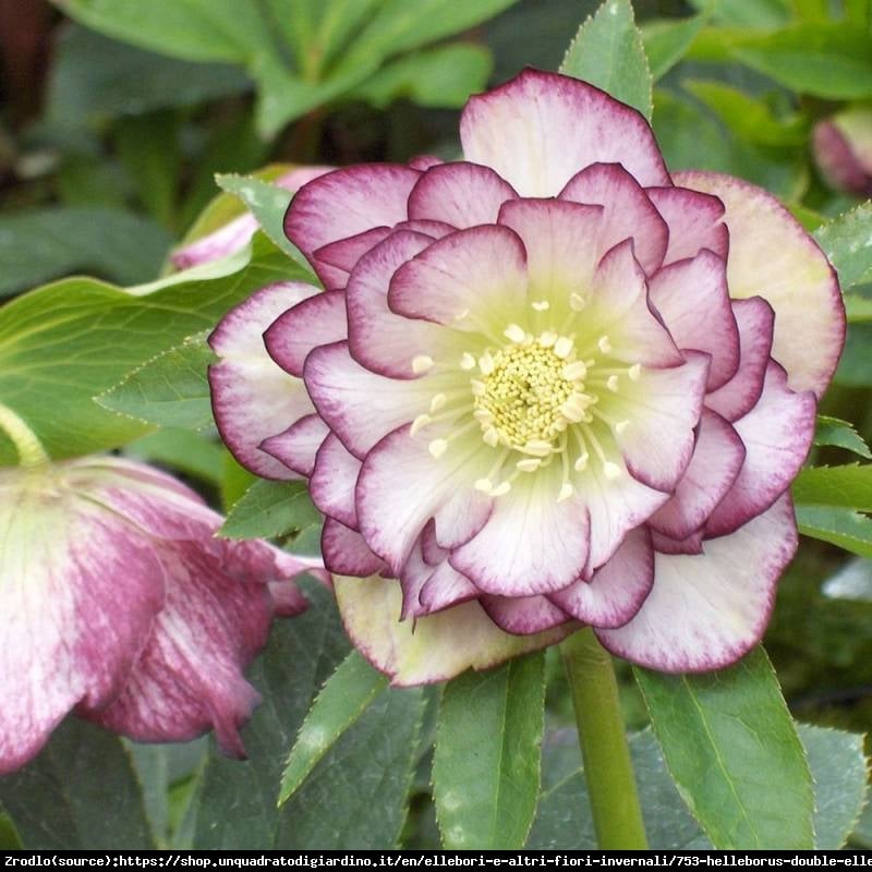 Ciemiernik wschodni Double Picotee Pink - PEŁNY, różówy, nakrapiany - Helleborus orientalis Double Picotee Pink