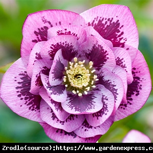 Ciemiernik wschodni Double Pink Blotched- PEŁNY, różówy z fioletowym środkiem!!! - Helleborus orientalis Double Pink Blotched