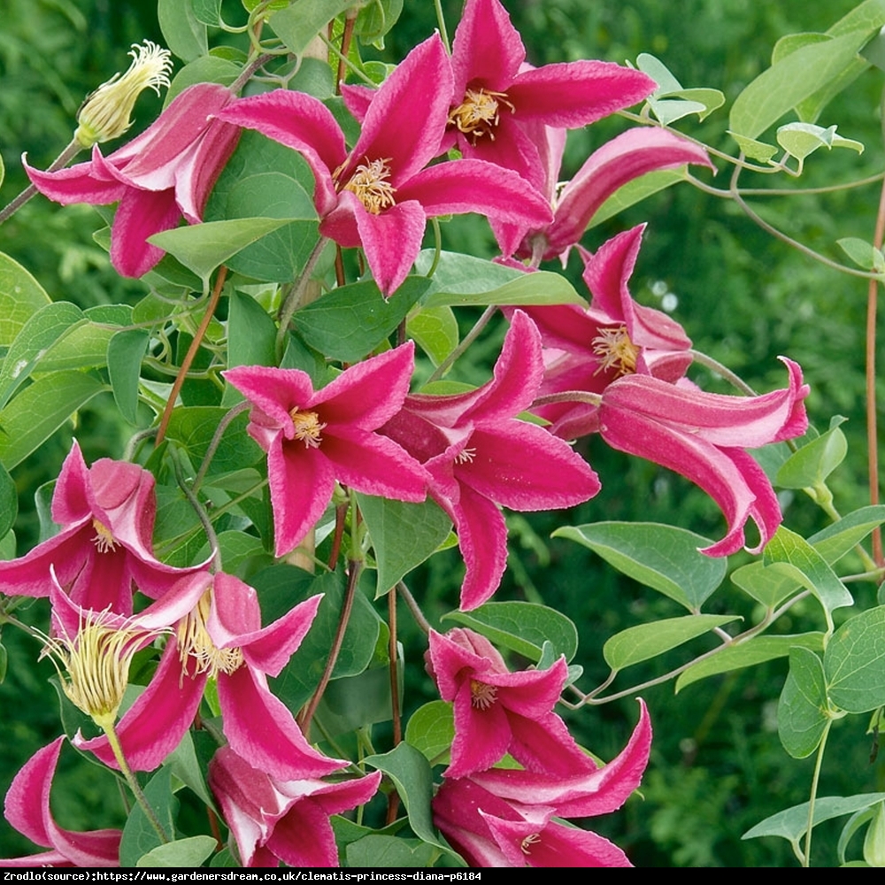 Powojnik Princess Diana- PRAWDZIWA PEREŁKA KOLEKCJONERSKA! - Clematis Princess Diana