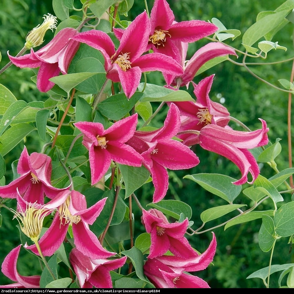 Powojnik Princess Diana- PRAWDZIWA PEREŁKA KOLEKCJONERSKA! - Clematis Princess Diana