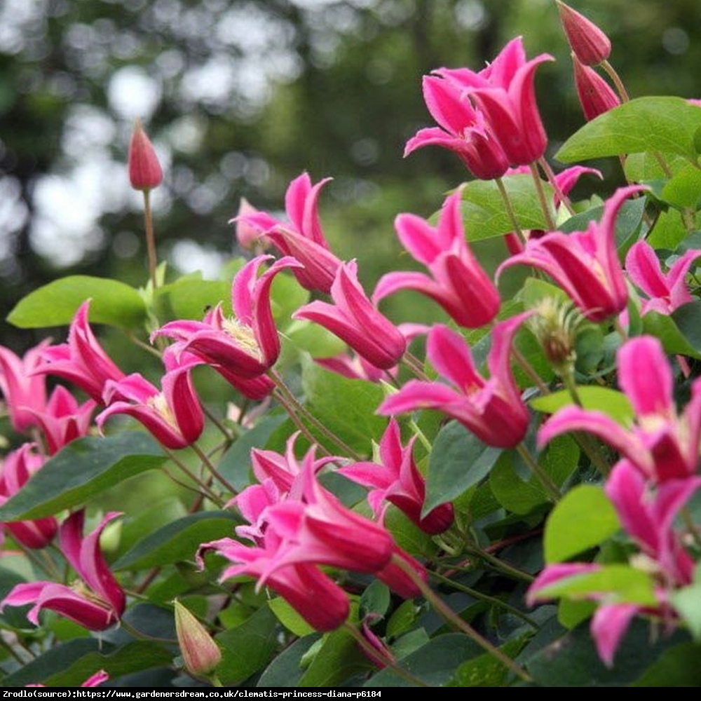 Powojnik Princess Diana- PRAWDZIWA PEREŁKA KOLEKCJONERSKA! - Clematis Princess Diana