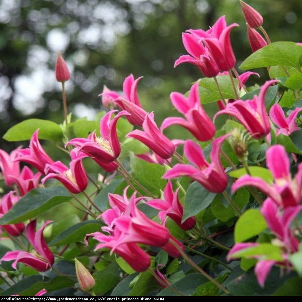 Powojnik Princess Diana- PRAWDZIWA PEREŁKA KOLEKCJONERSKA! - Clematis Princess Diana