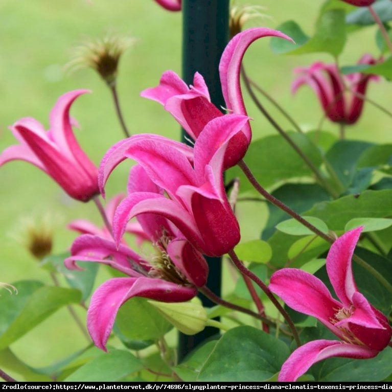 Powojnik Princess Diana- PRAWDZIWA PEREŁKA KOLEKCJONERSKA! - Clematis Princess Diana