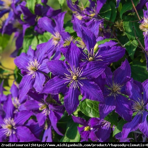 Powojnik Rhapsody- INTENSYWNIE SZAFIROWONIEBIESKIE KWIATY - Clematis Rhapsody