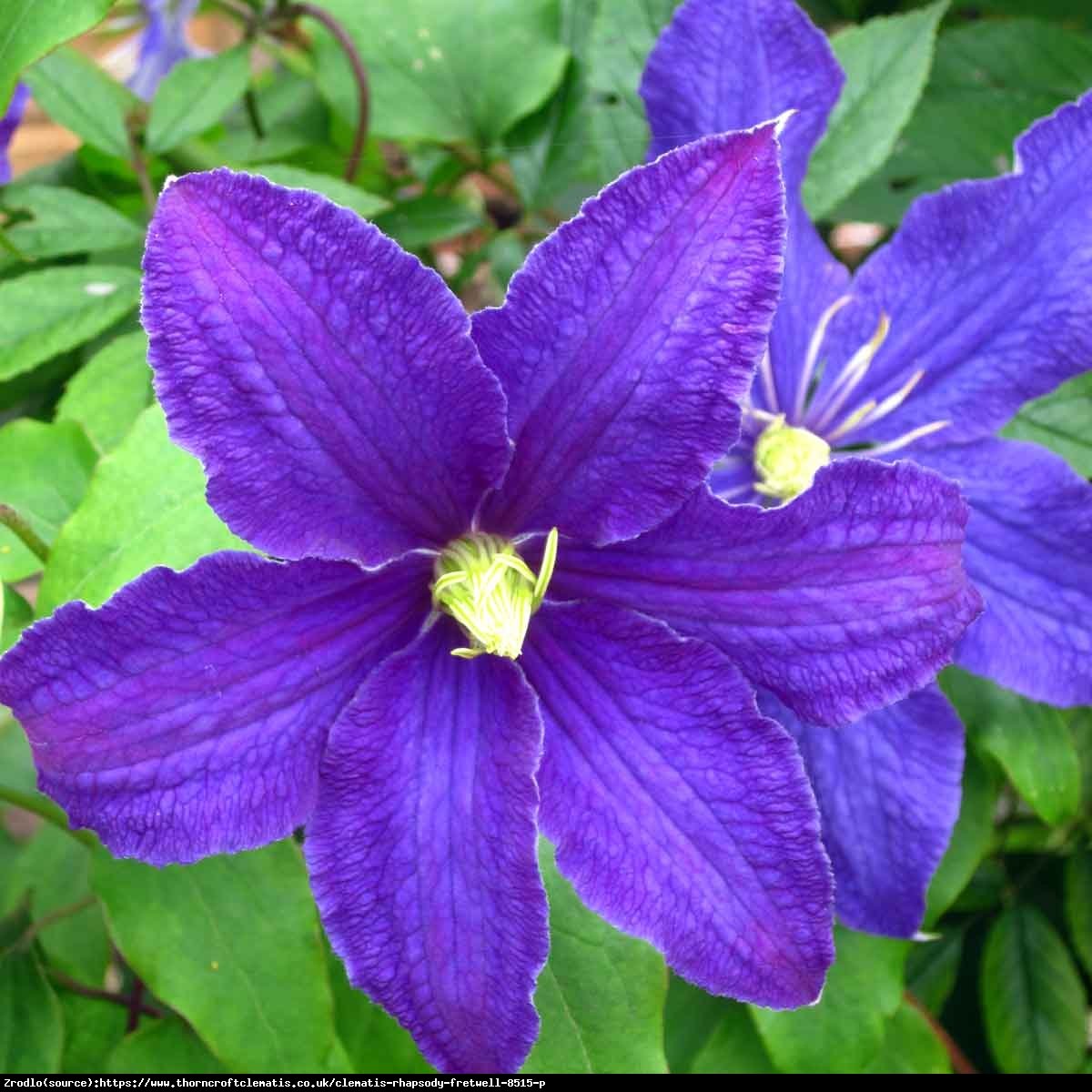 Powojnik Rhapsody- INTENSYWNIE SZAFIROWONIEBIESKIE KWIATY - Clematis Rhapsody